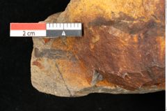 Foto (Detailansicht) von Asplenium palaeodarea Ettingshausen (NHMW-GEO-2024-0188-10325)